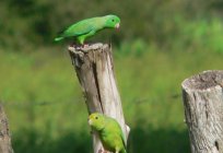 Passerine parrots - wonderful exotic birds
