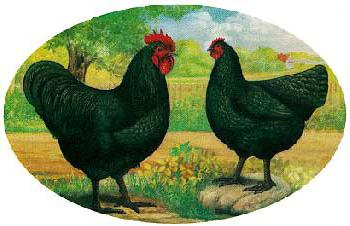 breed chickens australorp