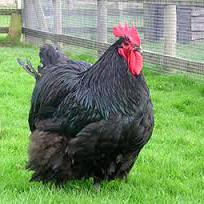 австралорп negro raza de gallinas