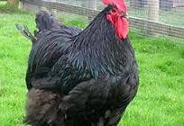 La raza de gallinas австралорп: descripción y foto. La carne de la raza de las gallinas