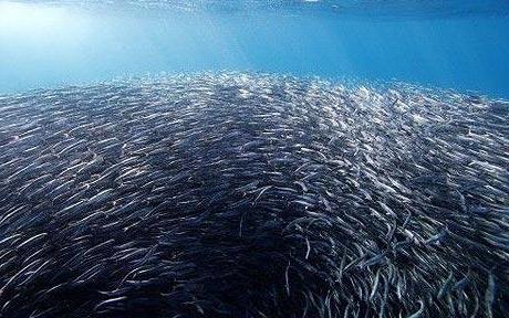 la flota del mar negro de anchoa