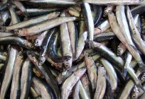 Anchovies: what it is and where they live