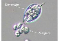 Зооспора é uma forma de ciclo de vida e método de reprodução