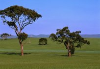 Welcher Baum oben: Eukalyptus oder Kastanie? Höhe der Kastanie und Eukalyptus
