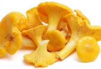 Лисички (гриби): лікувальні властивості. Застосування в народній медицині