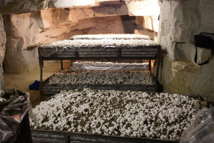  el cultivo de champiñones en el sótano de invierno 