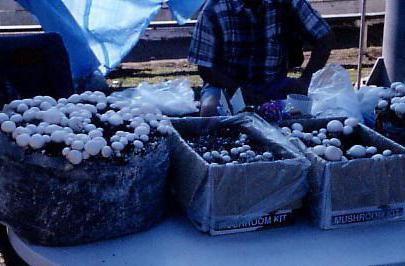 requisitos para el cultivo del champiñón blanco en los sótanos de la