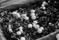 O cultivo de cogumelos no porão como um negócio: condições e tecnologia