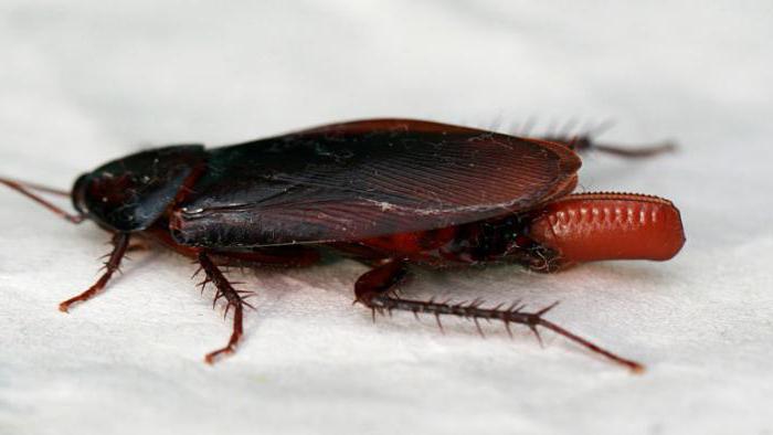 how many cockroaches hatch from a single egg
