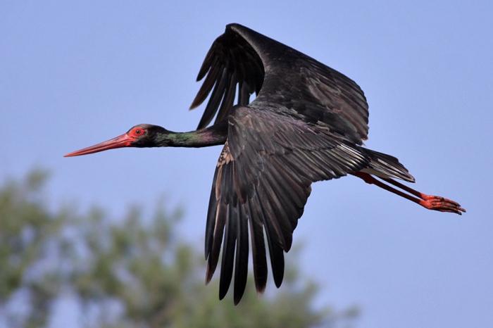 the black stork photo