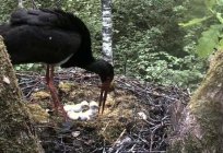 Black storks – very secretive and cautious birds