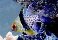 Cardinal fish: aquarium contents