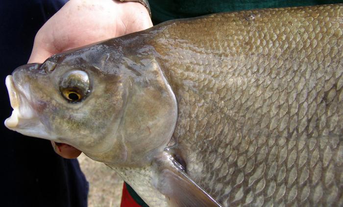 when it begins to bite in the spring bream