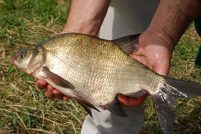 the temperature at which begins to bite in the spring bream