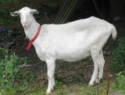 treatment of mastitis in goats