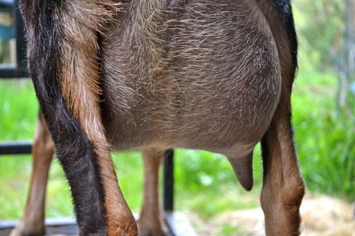 mastitis in goats treatment