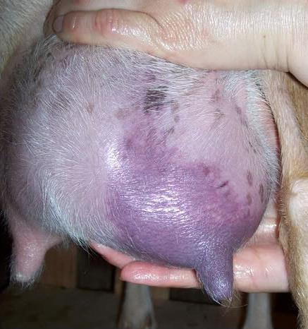 how to treat mastitis in goats