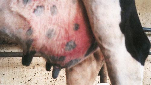 Mastitis bei Ziegen Anzeichen für die Diagnose