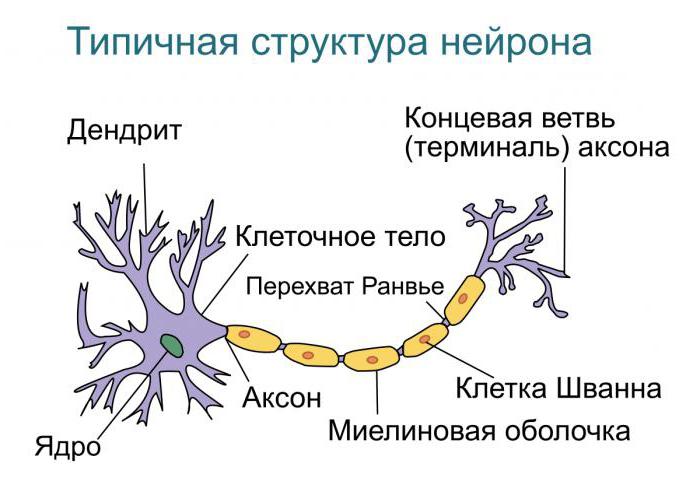 の構造は、神経細胞の