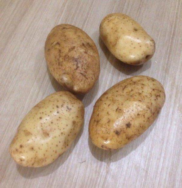Odmiana ziemniaków janka