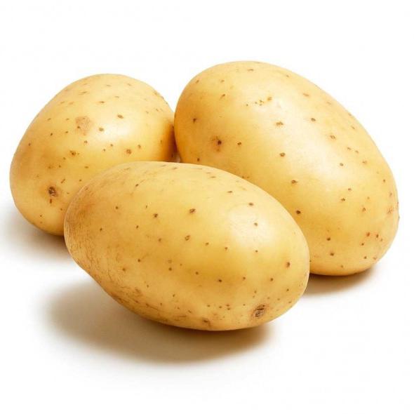 Odmiana ziemniaków janka charakterystyka opinie