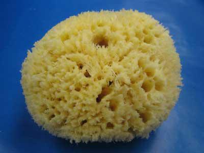 sea sponge washcloth
