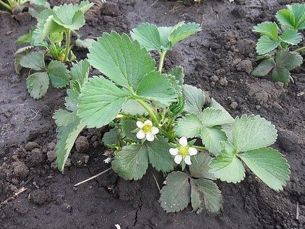 mineral fertilizers for strawberries