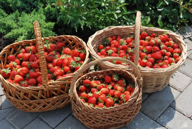 Dünger für Erdbeeren für die Ernte