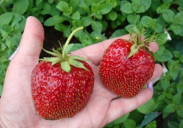 Dünger für die Erdbeeren
