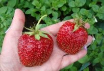 El fertilizante para las fresas de primavera para aumentar el rendimiento