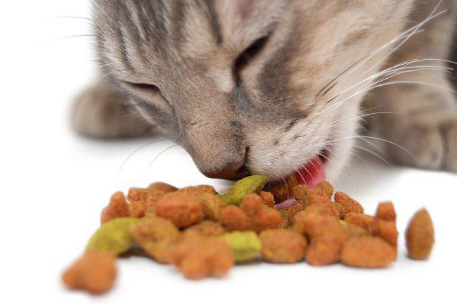 cat food Purina one reviews