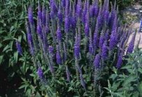 Veronica longifolia: Anbau, medizinische Eigenschaften, Fotos