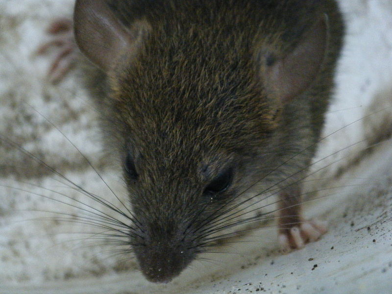  szczur sennik interpretacja