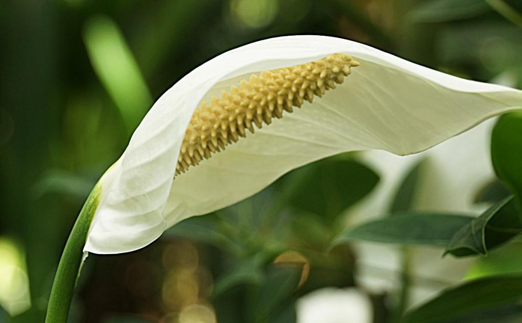 la flor Blanca
