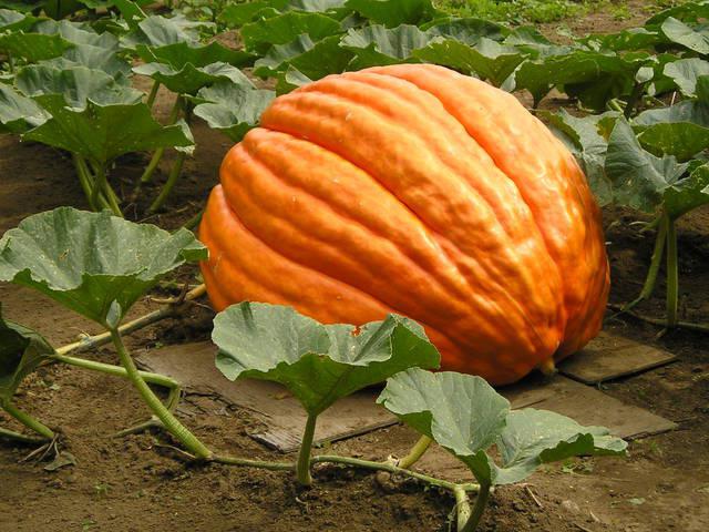 when to remove a pumpkin from the garden