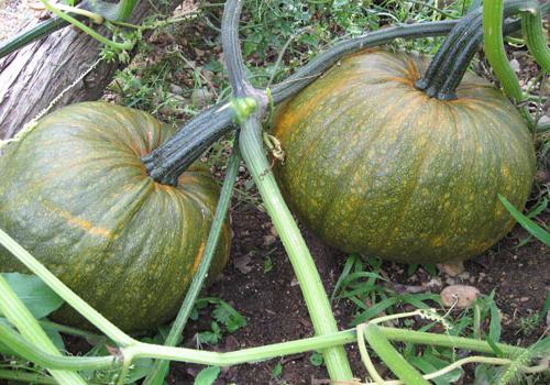 cuando tomar la calabaza