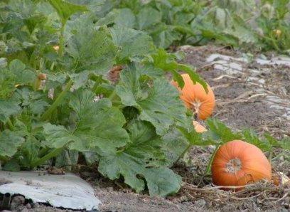 when to remove the pumpkin in the suburbs