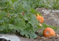 When to remove the pumpkin from the garden, so it was well kept