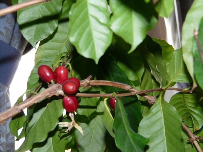 árvore de café como cultivar