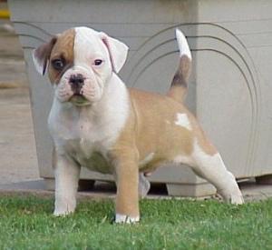 how much does an American bulldog cost
