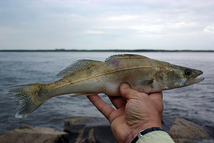 Umweltprobleme des Flusses Amur