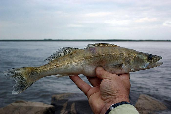 problemas Ambientales en el río amur