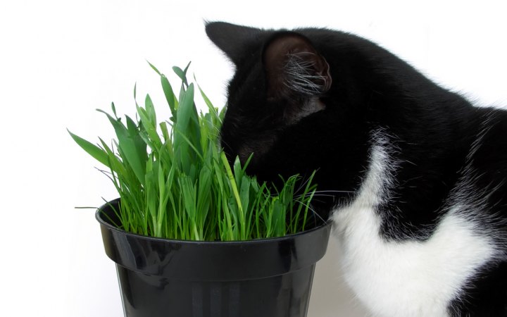 the Cat and the plant