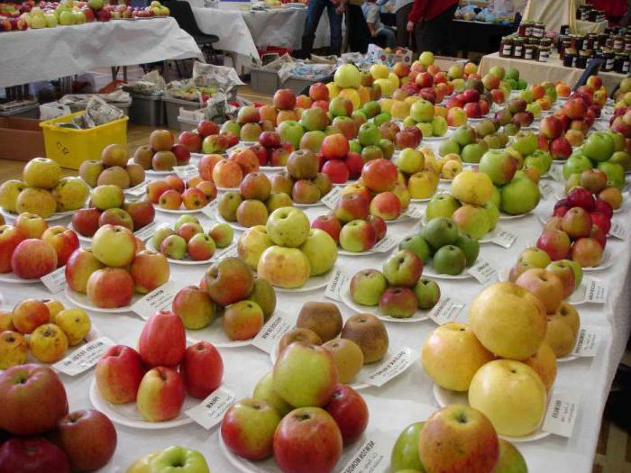 October 21 Apple day