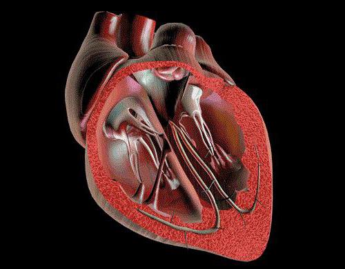 guilhotina válvulas do coração