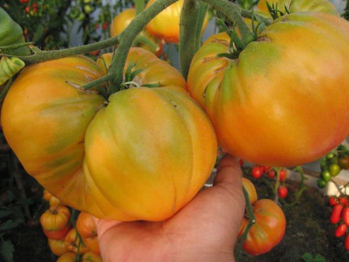 tomat سر الطبيعة وصف الصف