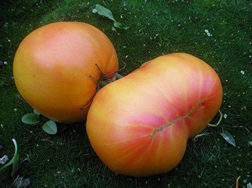 tomat रहस्य प्रकृति की विशेषता