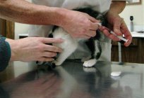 How to inject a cat intramuscularly? Tips and recommendations