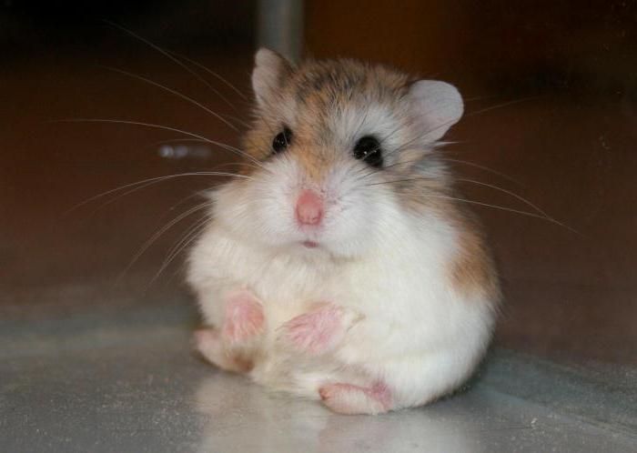 hamster роборовского