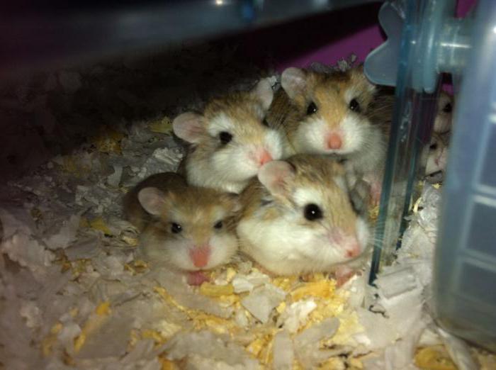 la jaula para roedores